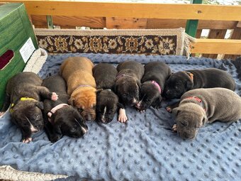 Americký stafordsirsky terier, Stafford, amstaf - 6