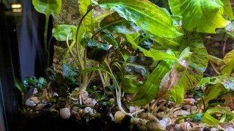 Prostřih akvarijních rostlin - 6