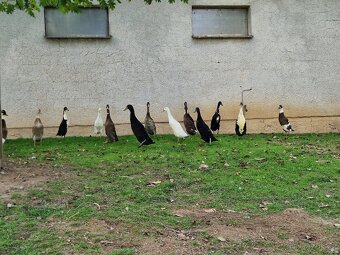 Indický běžec - 6