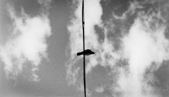 Nikkor AF-D 85mm f1.8 - 6