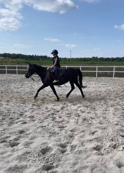 Spolehlivá klisna New Forest pony - 6
