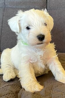 Knírač malý bílý s PP - 6