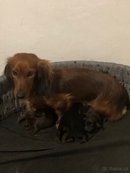 Jezevčík dlouhosrstý - 6