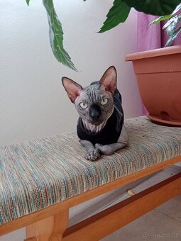 Kanadský sphynx - 6