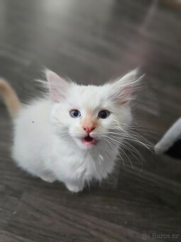 Ragdoll kocourci - 6