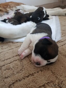 Bernardýni s PP - 6