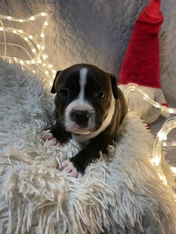 Stafordširský bullterier - štěňata s PP - 6