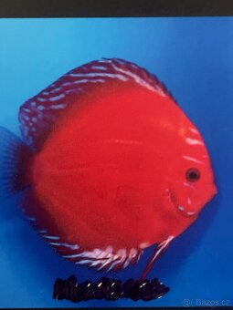 Discus-Terčovec - 6