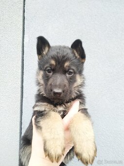 Německý ovčák štěňata - 6