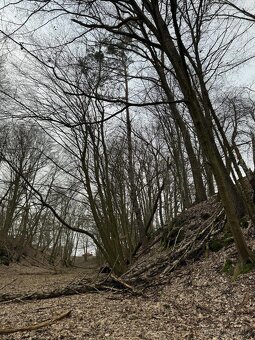 Prodám lesní pozemek v k.ú. Luka - 6