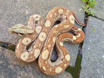 Boa imperator - Aztec Anery het VPI, VPI Jungle Aztec - 6