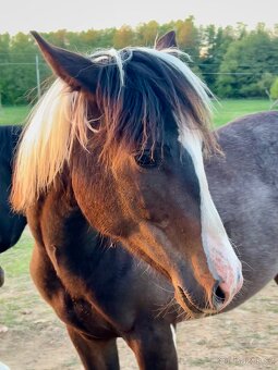 DOUBLE Homozygot Paint Horse APH - 6