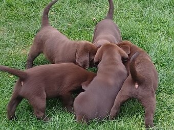 Štěňátko labradorského retrievera - 6