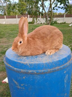 Prodám Burgundské králíky - 6