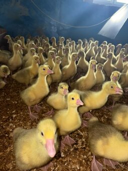 Housata,káčata,mulardi a jiné - 6