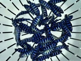 TLAMOVCI TANGANIKA MALAWI - 6