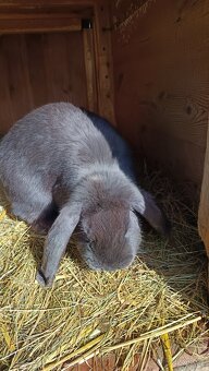 Francouzský beran - 6