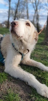 Krásná fenka k adopci - 6