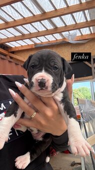Americký stafordšírský Teriér, Staford, Amstaff, AST - 6