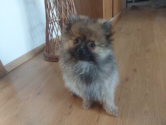 Špic, nemecký špic , Pomeranian - 6