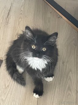 Mainska mývalí X ragdoll - 6