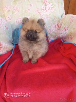 Pomeranian bez Pp - 6