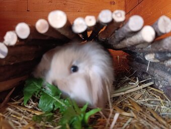 Zakrslí králíčci, lvíček, minilop - 6