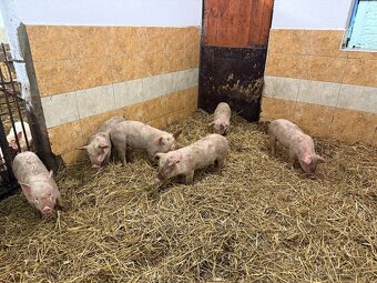 sele přeštické - 6