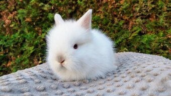 Zakrslý králík, králíček -(TEDDY)-HERBERT A HEIDY - 6