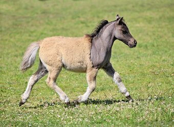 Letošní hřebeček minihorse - MOCCACCINO - 6