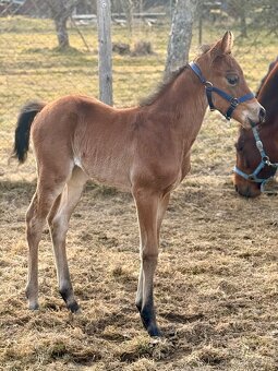 Kobylka Quarter Horse (AQH, QH) - 6