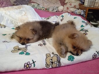 Prodám štěňata pomeranianu - 6