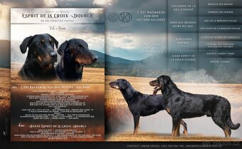Štěňátko, štěňátka plemena Beauceron (Berger de Beauce) - 6