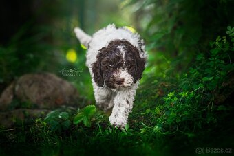 Lagotto romagnolo s PP FCI - 6