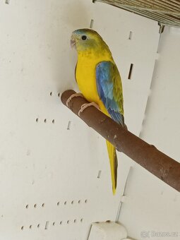 Neoféma tyrkysová - 6