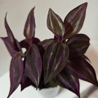Tradescantia Zebrina tmavá - 6