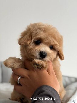 Maltipoo pejsek f1 standard - 6