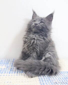 Mainská mývalí, koťata - 6