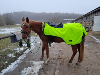 Korekční beránek a další cajky - 6