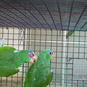 Papoušci - chovné páry - 6