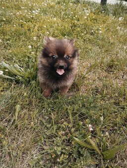 Pomeranian bez pp - 6