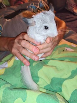 Činčila-Rezervace do 1.11. - 6