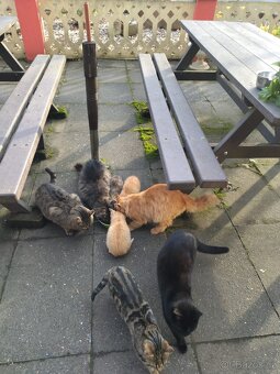 Daruji koťátka - 6