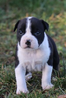 Americký stafordšírský teriér s PP fenka 2 - 6