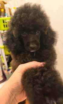 Pudl trpasličí s PP - 6