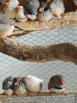 Kakariki modré straky - 6