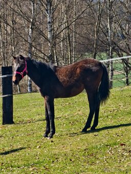 Roční P.R.E. klisnička - 6