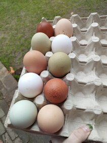 NV Brahmanka velká + mix na barevná vejce - 6