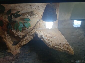 Terarium - 6