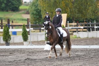 Welšký sportovní pony - 6